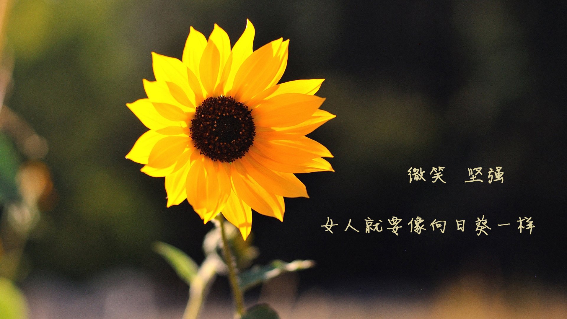 CBA外援融合顺利 团队化打法渐成趋势，cba球队外援