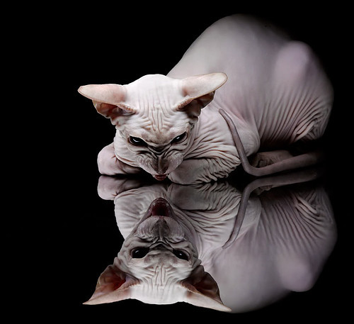 MILANSPORT下载-CBA球队签约多名潜力新星 加强阵容厚度，cba联赛球队球员