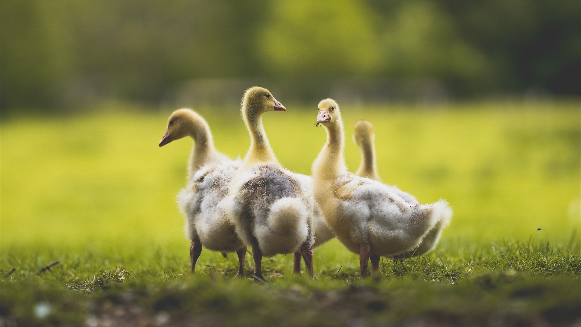 米兰体育APP-“高新体育中心：羽毛球选手超常发挥，技术与力量的较量”