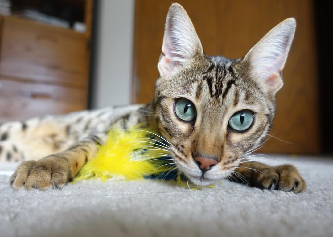 曼联后场出球成功率显著提高，曼联后腰目标