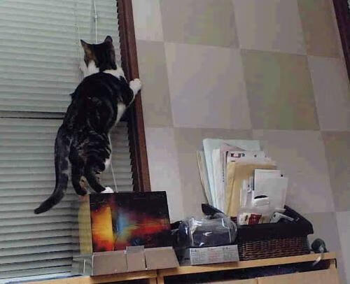 Milan Sports-波兰队未来发展规划：如何通过多元化训练提升队员整体能力，波兰球队强吗