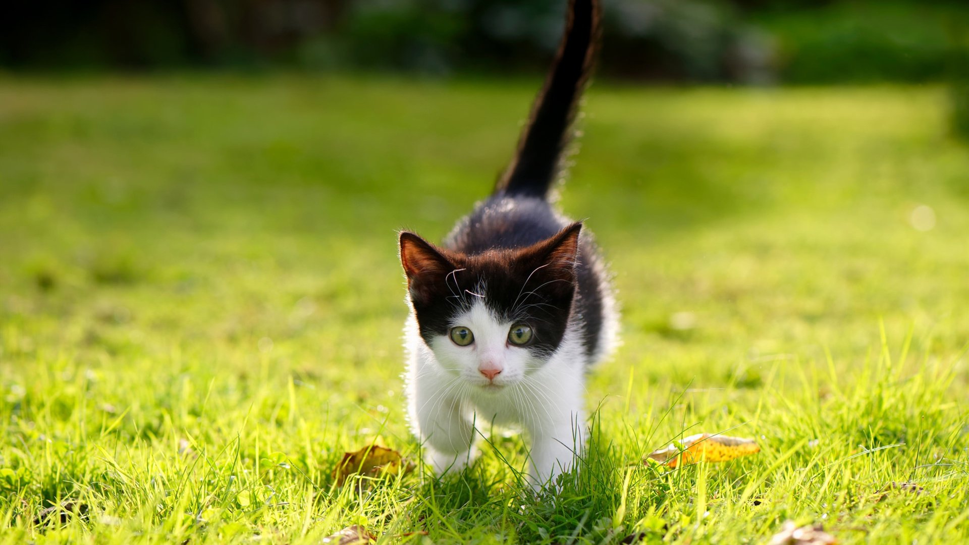 米兰登录入口-马赛防线集中度提高守住关键胜局，马赛效应