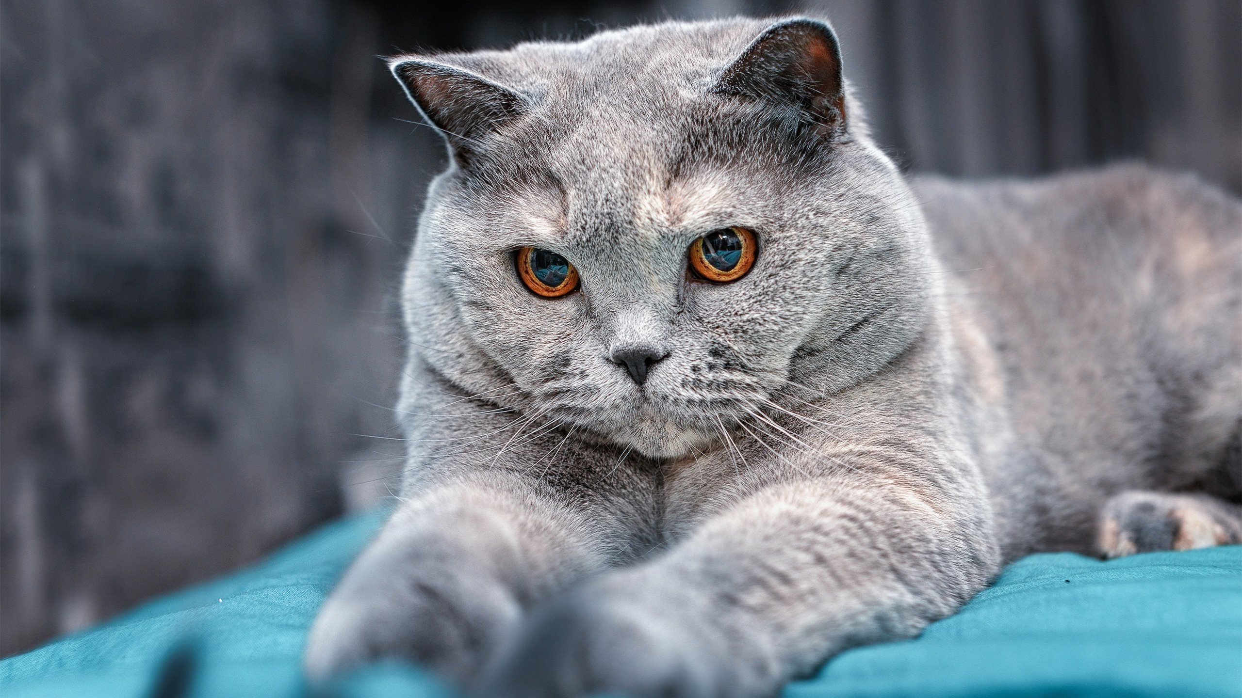 世界杯环境保护及绿色赛事,世界杯环境日手抄报