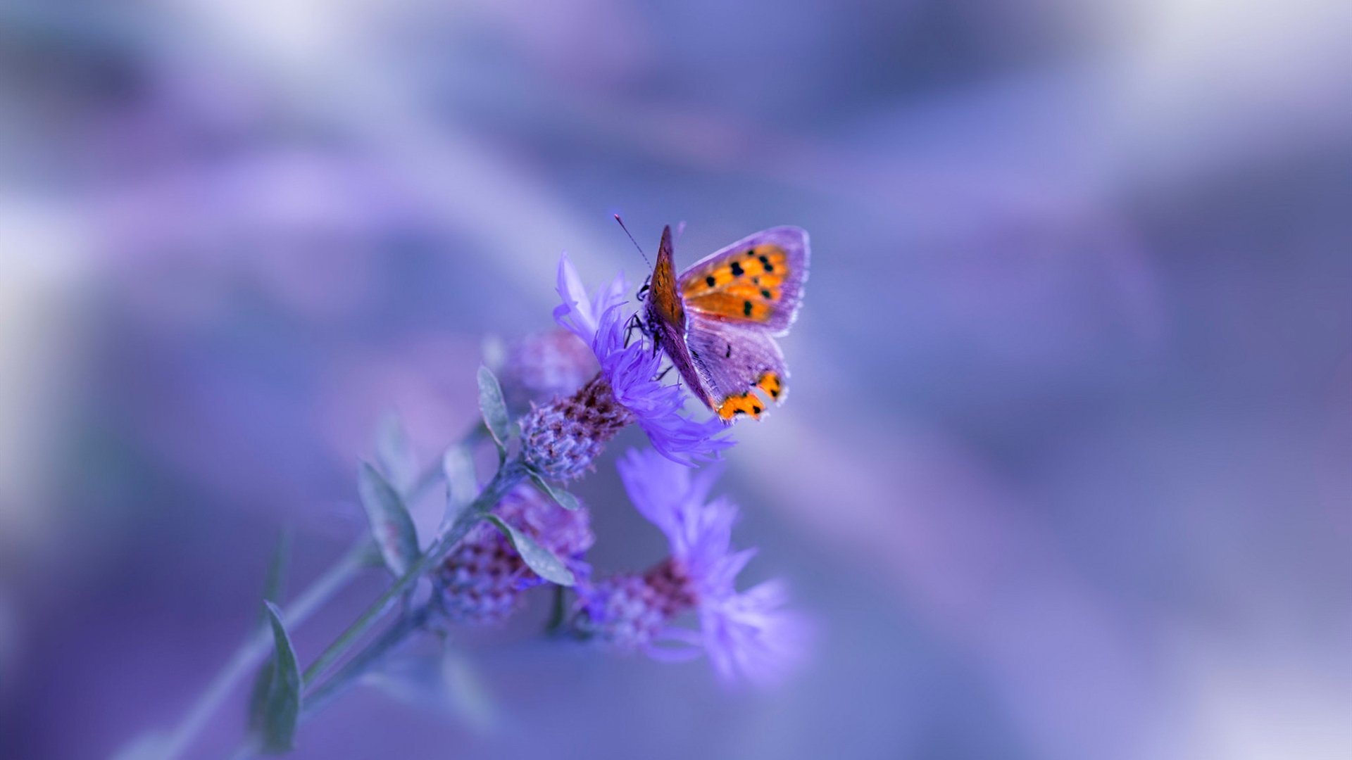 多地推动篮球进校园活动普及篮球文化扎根基层，校园篮球文化建设