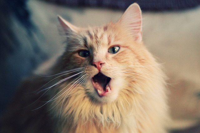 罗马尼亚男篮在欧洲预赛中奋勇拼搏，追逐奥运梦想，罗马尼亚篮球明星