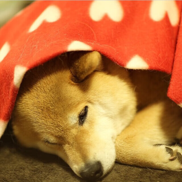 -美国女子接力组合泳姿流畅获好评，美国女子接力队员