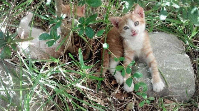 赞比亚男篮在非洲预赛中奋勇追逐，体育版图不断扩大，赞比亚进球